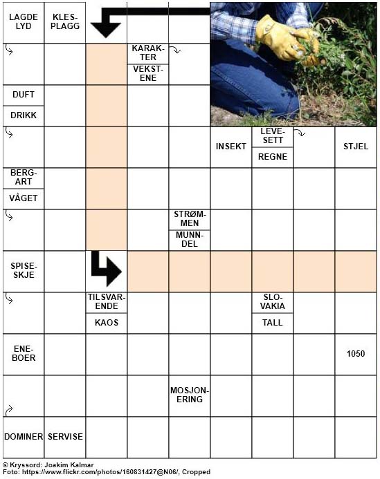 Dagens kryssord – 14. Mai – 2019