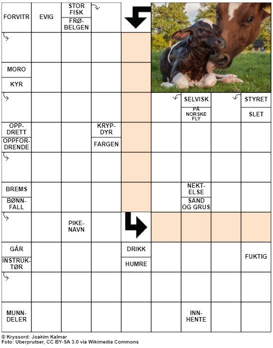 Dagens kryssord – 10. Mars - 2021