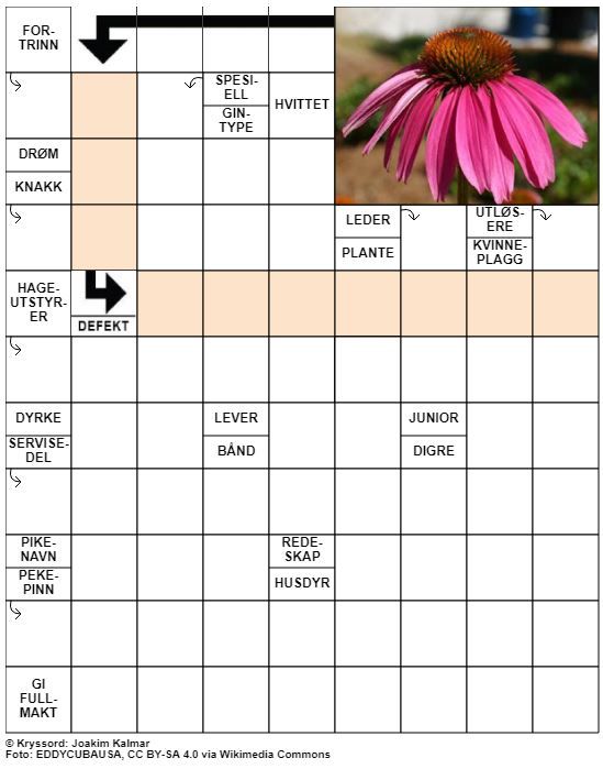 Dagens kryssord – 26. Mai- 2021