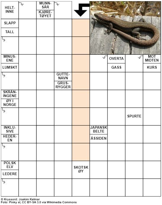 Dagens kryssord – 7. August - 2022