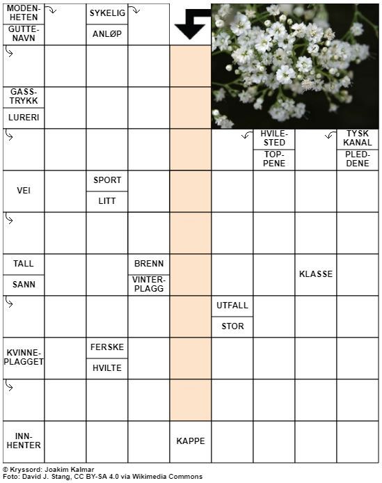Dagens kryssord – 31. August - 2022